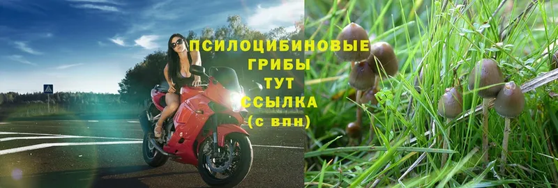 где купить наркоту  Бронницы  Галлюциногенные грибы Psilocybe 